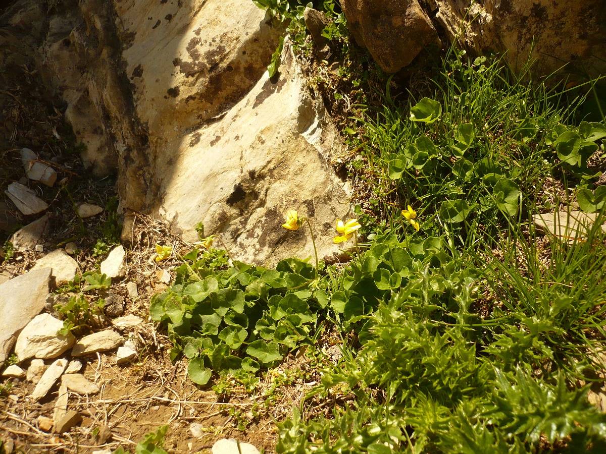 Viola biflora (Violaceae)